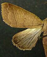 Marilopteryx lutina