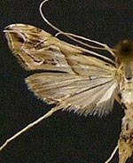 Lineodes fontella