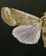 Collomena inflexa