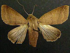 Marilopteryx lutina