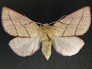 Hyparpax perophoroides