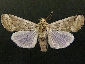 Collomena inflexa