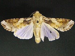 Spodoptera latifascia