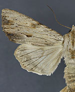 Apamea lithoxylaea