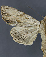 Apamea lithoxylaea