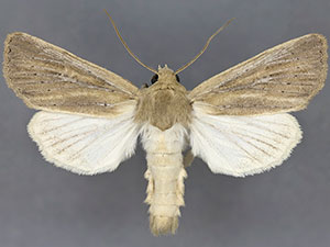 Apamea lintneri