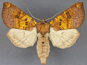 Papaipema sullivani