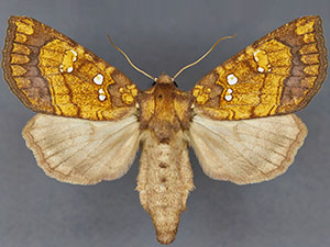 Papaipema araliae