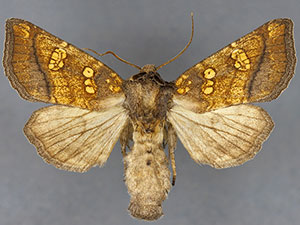 Papaipema sauzalitae