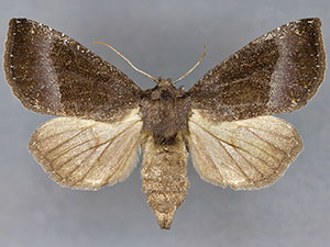Papaipema duplicata