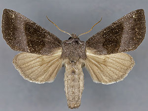 Papaipema duplicata