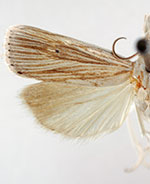 Xubida linearellus