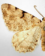 Speranza denticulodes