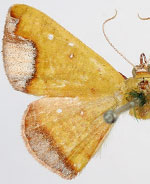 Numia terebintharia