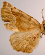 Neoselenia hilumaria