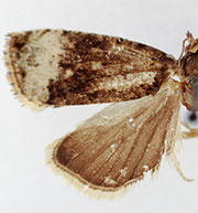Endothenia montanana