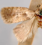 Phtheochroa cartwrightana