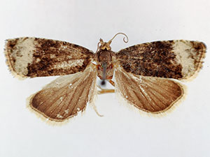 Endothenia montanana