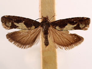 Epinotia columbia