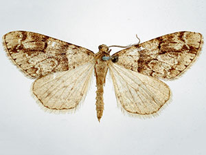 Vinemina opacaria