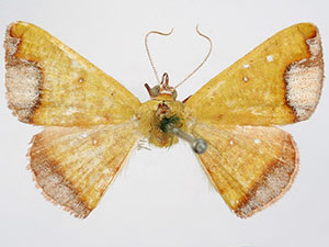 Numia terebintharia