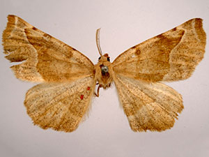 Neoselenia hilumaria