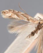 Phyllonorycter holodisci