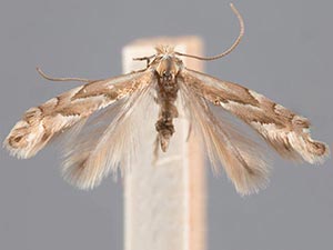 Phyllonorycter holodisci