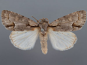 Acronicta falcula