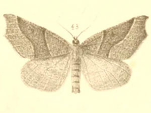 Pherne placeraria