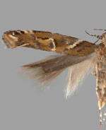 Aristotelia sp. 6SL