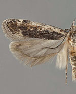 Filatima pseudacaciella