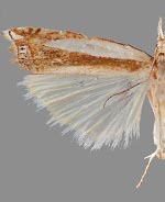 Crambus leuconotus