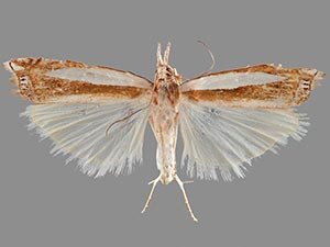 Crambus leuconotus