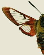 Hemaris gracilis