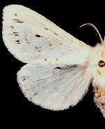 Spilosoma congrua