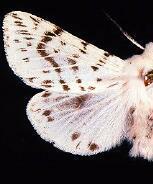 Spilosoma dubia