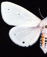 Spilosoma virginica