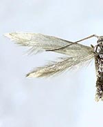 Coleophora littorella