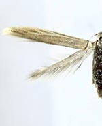 Coleophora glaucicolella