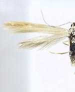 Coleophora glaucicolella