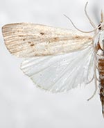 Calamotropha paludella