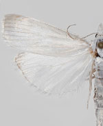 Calamotropha cf. paludella