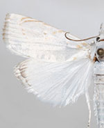 Calamotropha cf. paludella