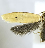 Aethes sp.