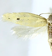 Aethes sp.