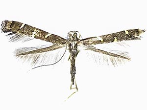 Caloptilia triadicae