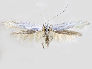 Coleophora bernoulliella