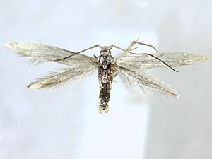 Coleophora littorella