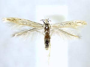 Coleophora sexdentatella